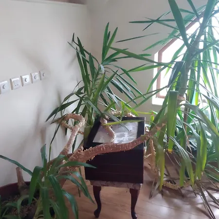Casa Cu Flori