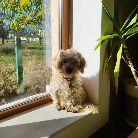 Villa Casa Cu Flori *